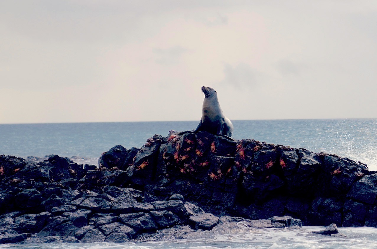 Sea Lion on a sea rock covered with red crabs