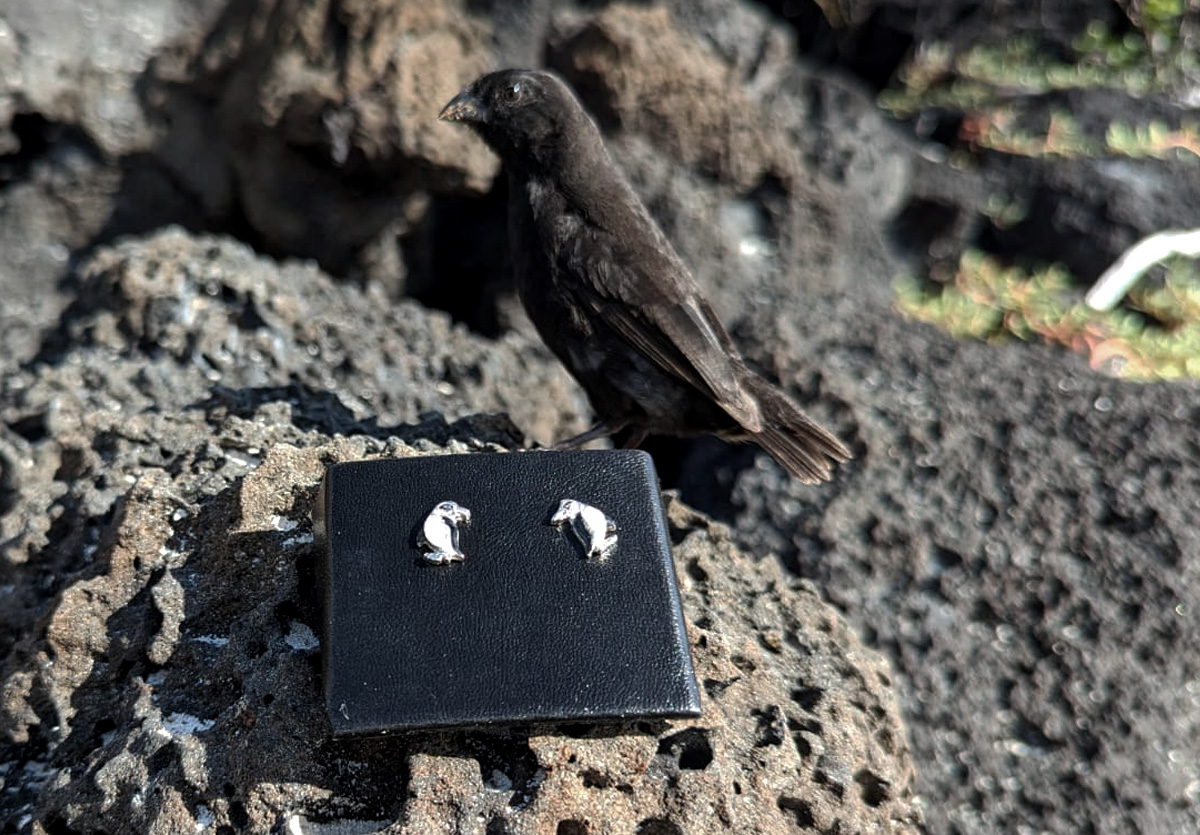 Penguin earrings with Galapagos finch watching